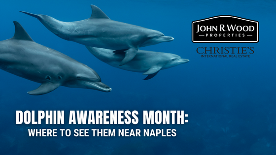 Dolphin Awareness Month: Where To See Them Near Naples