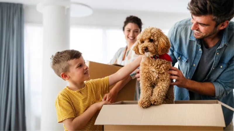 MOVING WITH PETS: ENSURING COMFORT AND SAFETY ON LONG DISTANCES