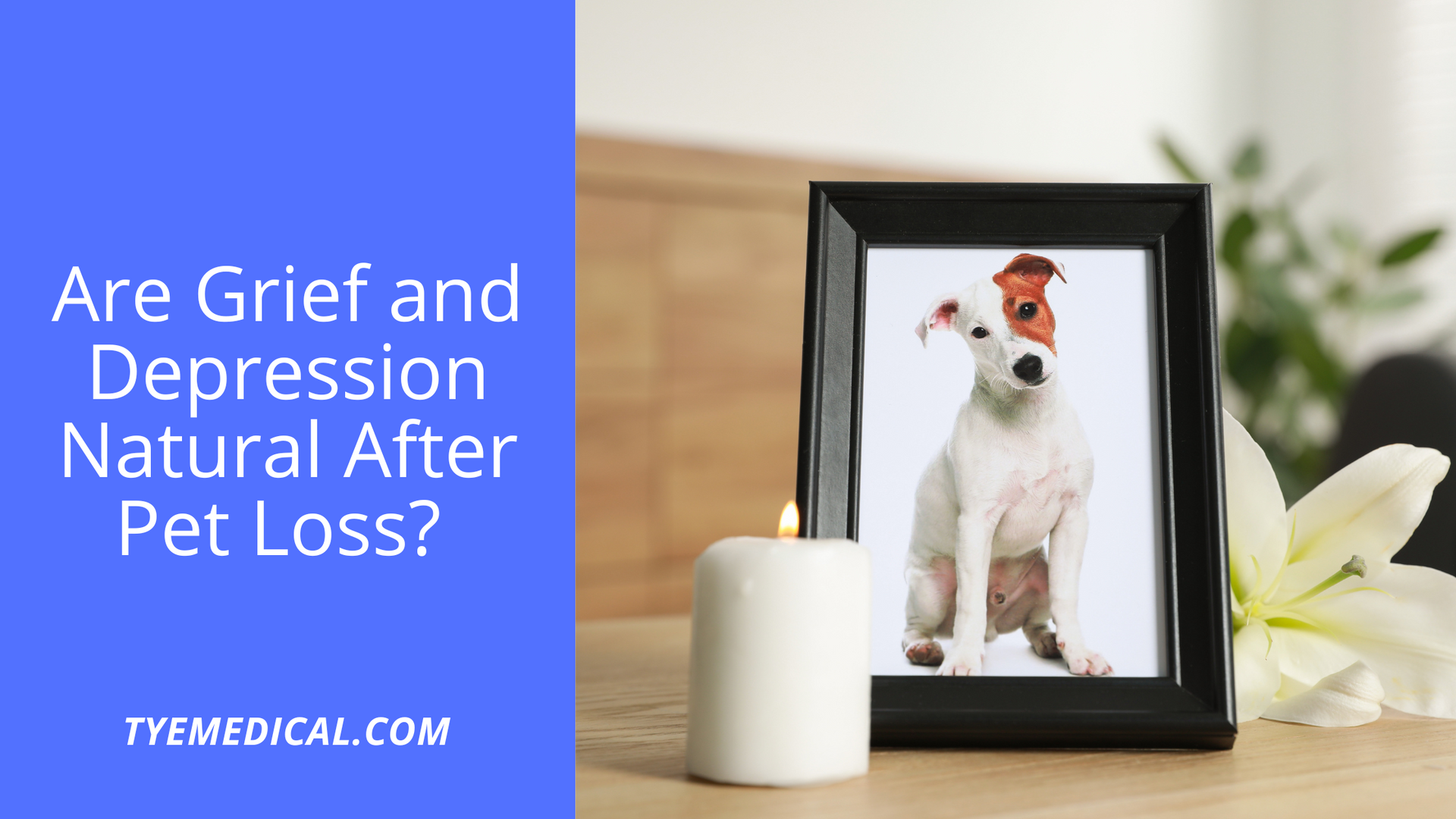 Are Grief and Depression Natural After Losing a Pet?