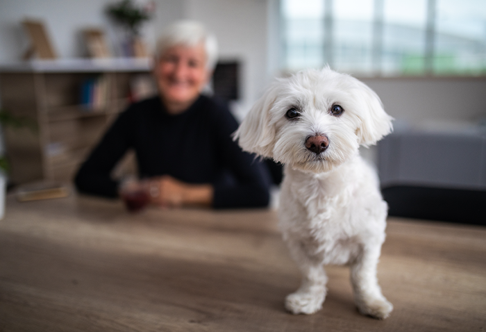 The Impact of Pet Ownership on Senior Happiness and Health
