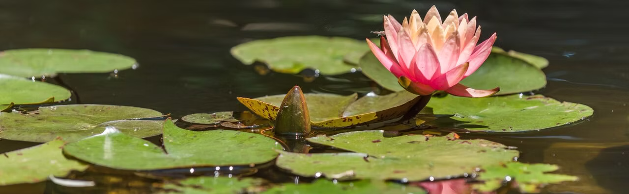 Rodef Shalom Biblical Botanical Garden_2