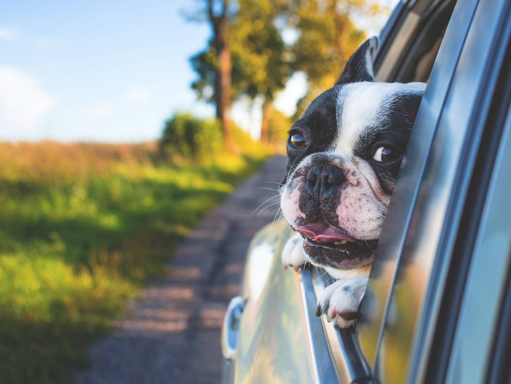 4 Hot Weather Safety Tips for Pets