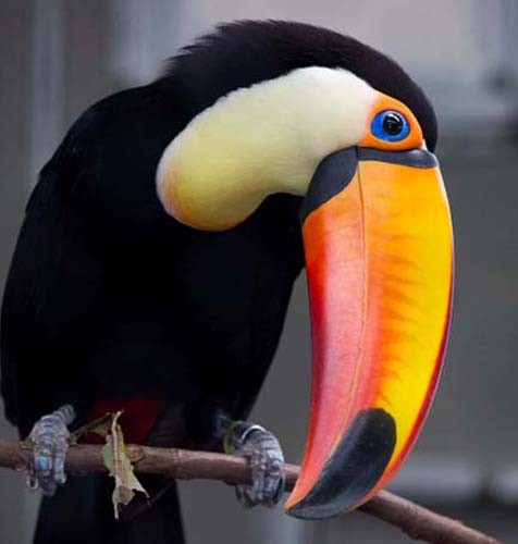 Tracy Aviary